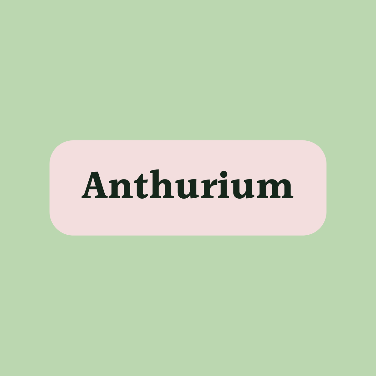 Anthurium