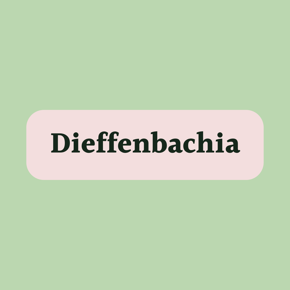 Dieffenbachia