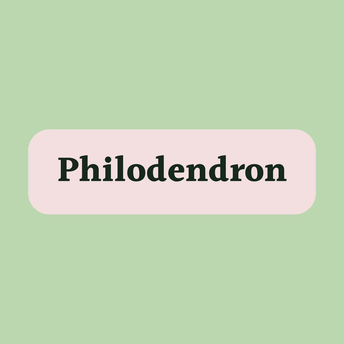 Philodendron