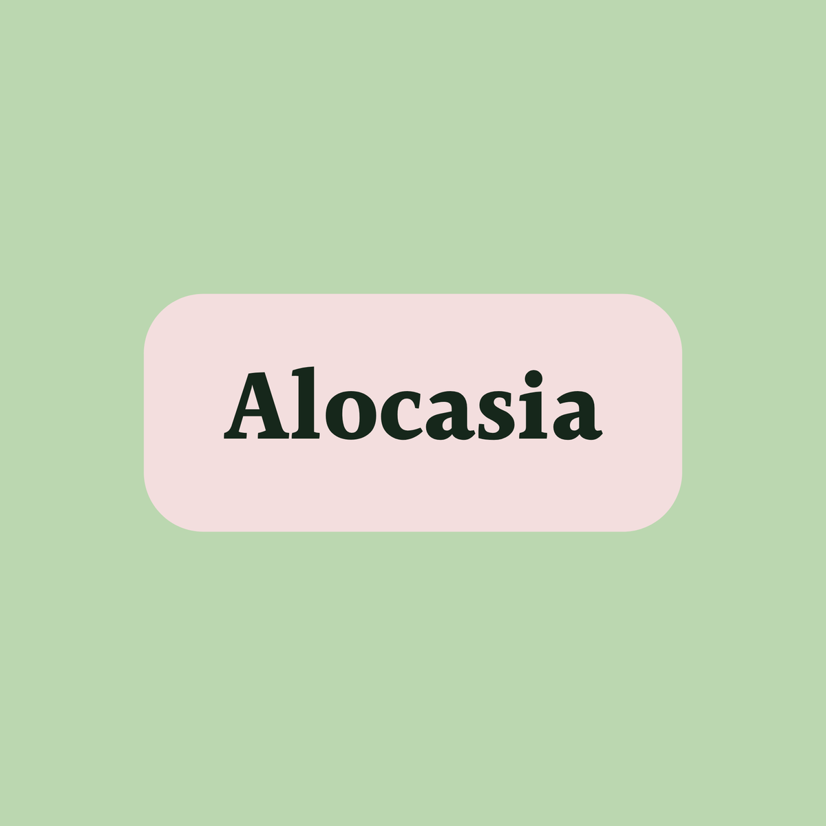 Alocasia