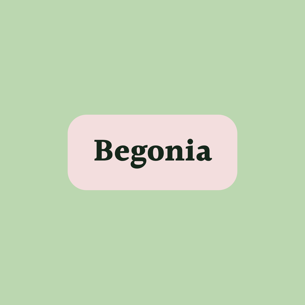 Begonia