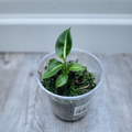 Diffenbachia Green Magic