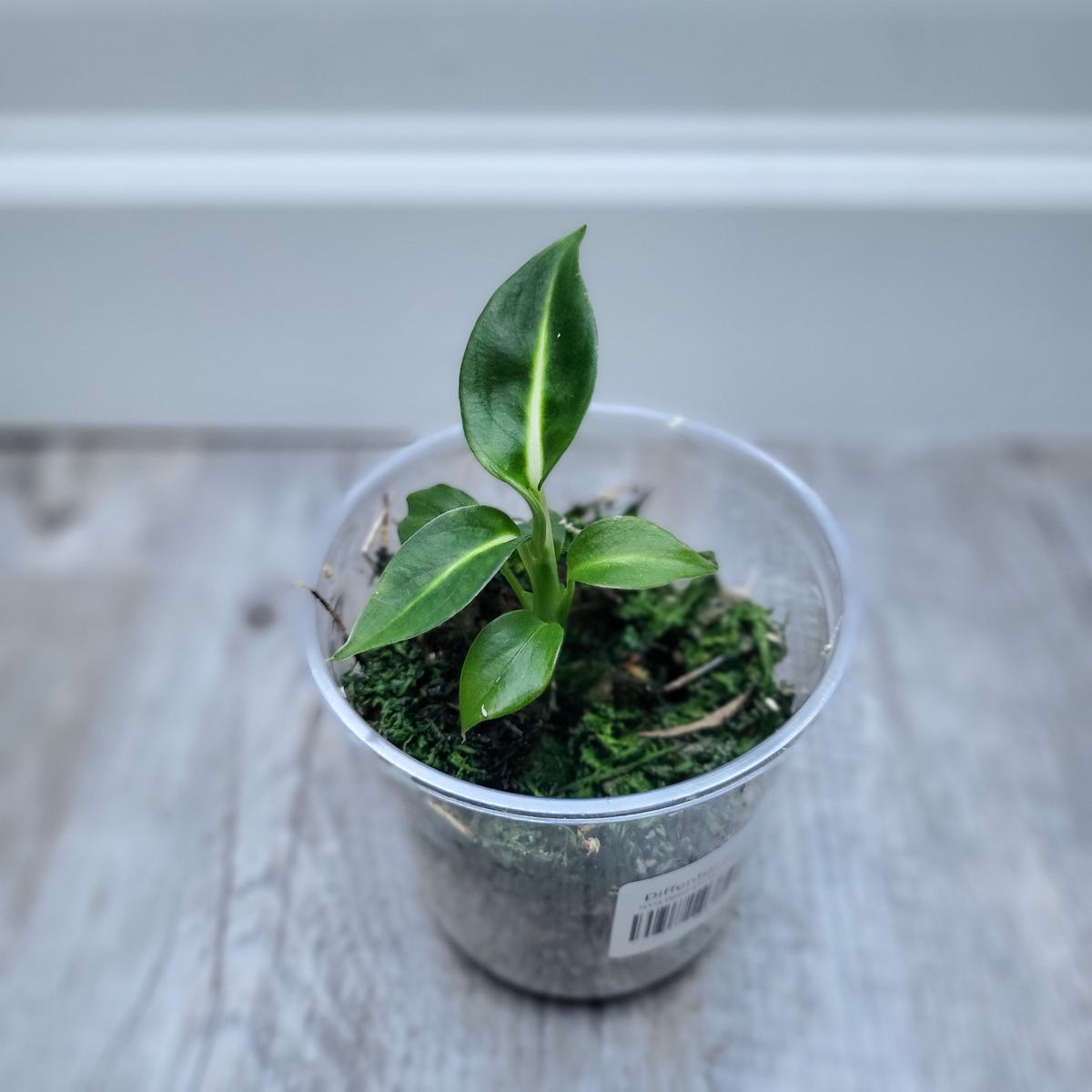 Diffenbachia Green Magic