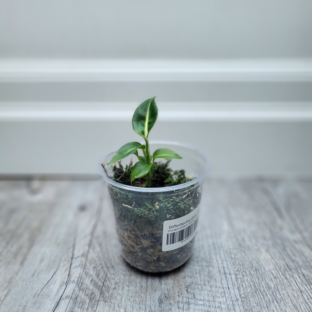 Diffenbachia Green Magic