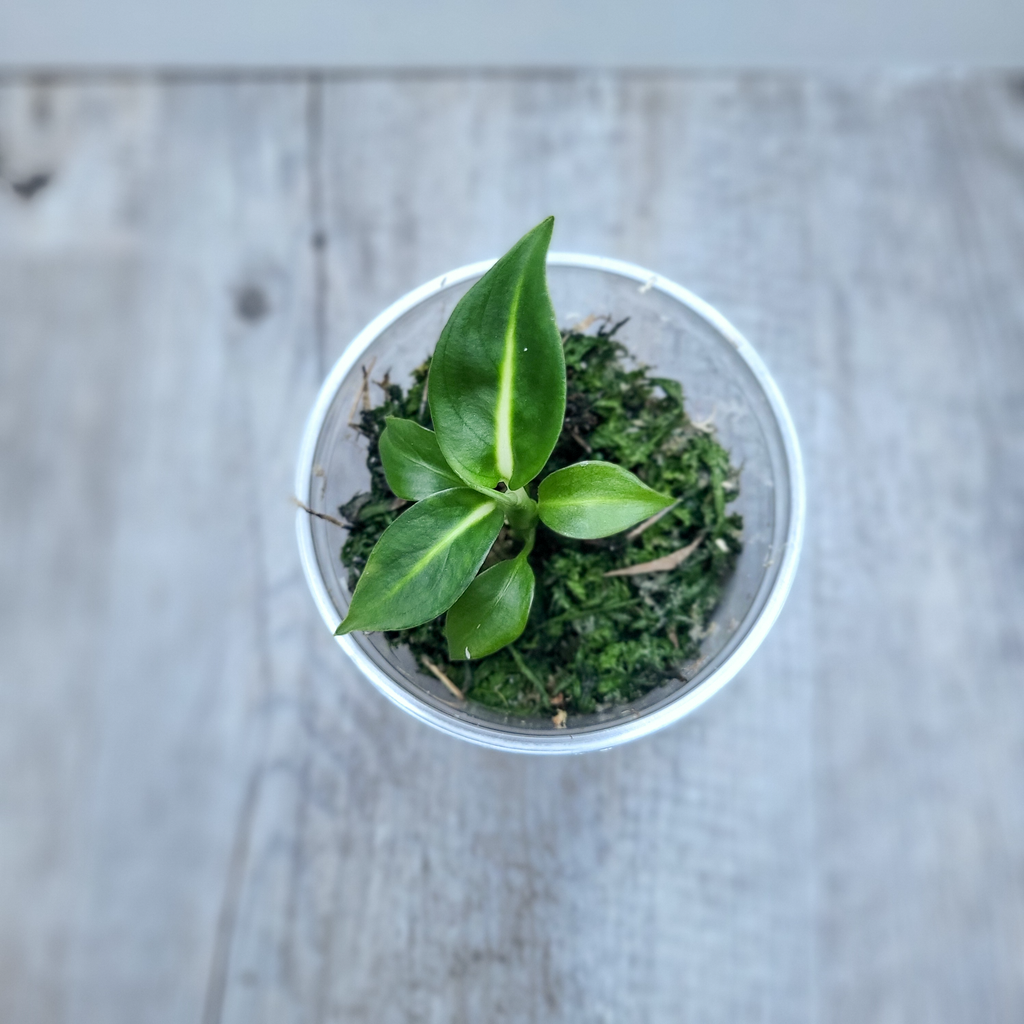 Diffenbachia Green Magic