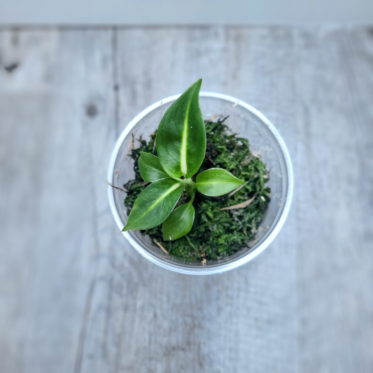 Diffenbachia Green Magic