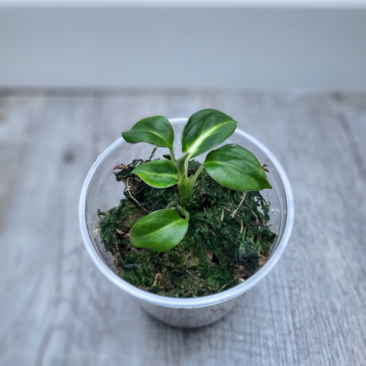 Diffenbachia Green Magic