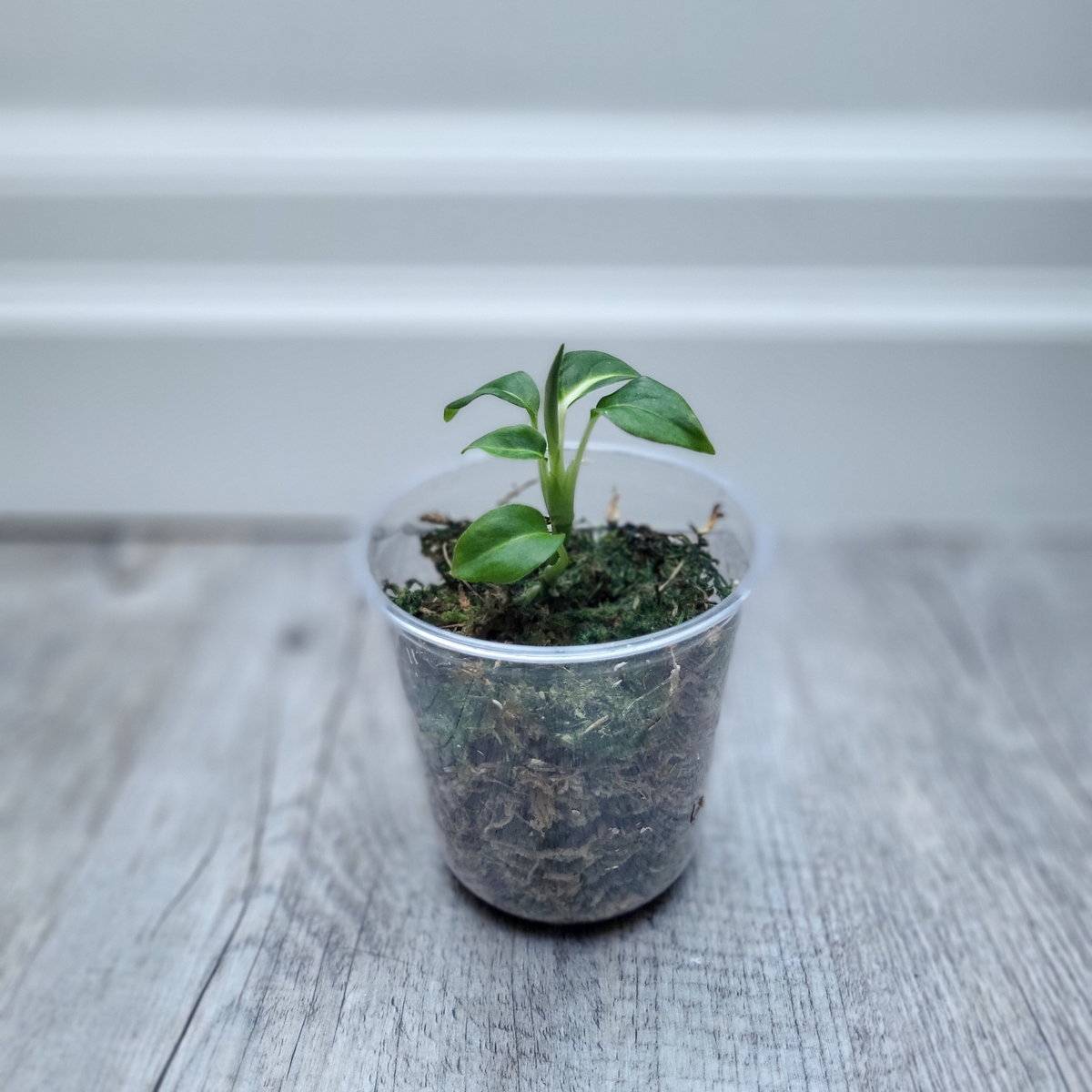 Diffenbachia Green Magic