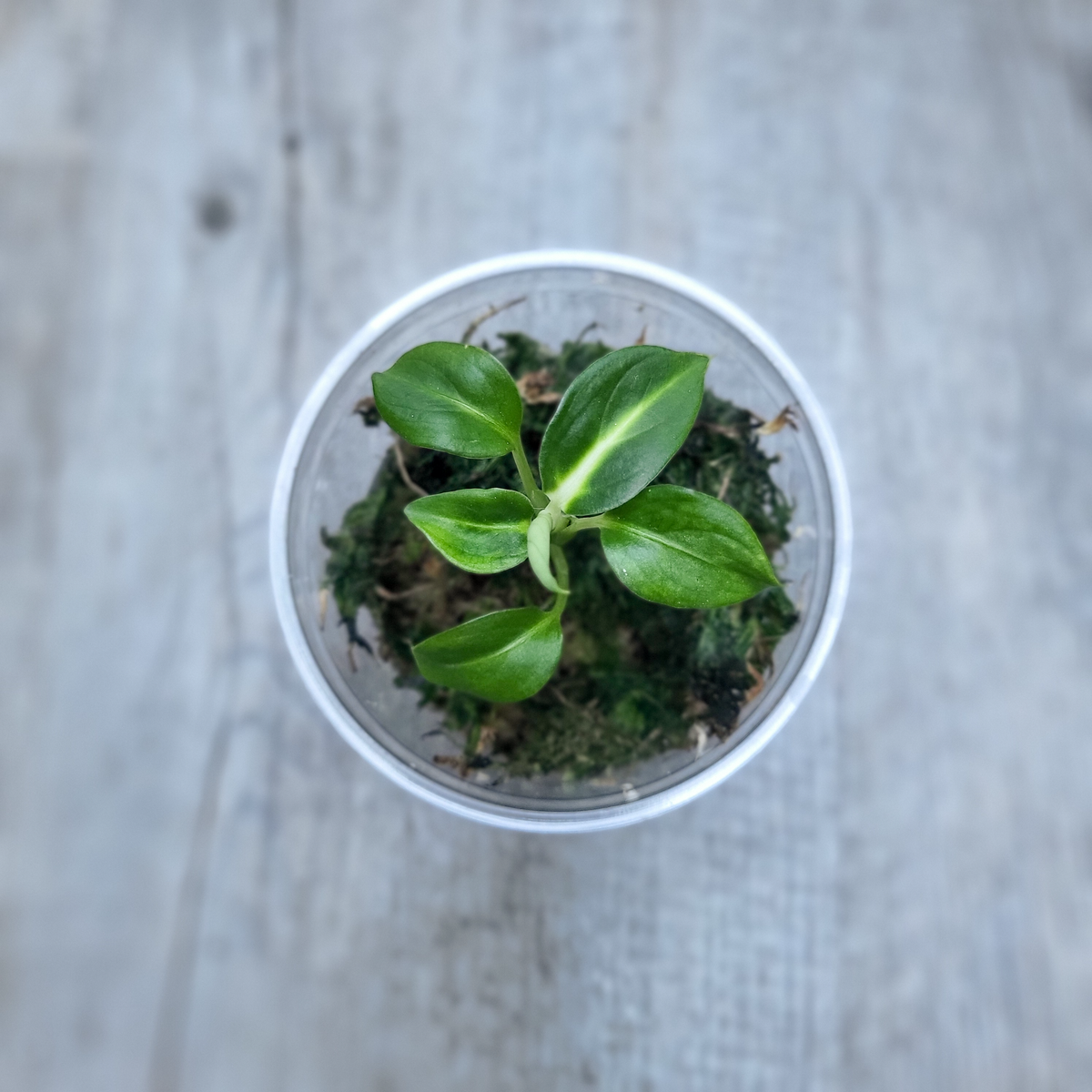 Diffenbachia Green Magic