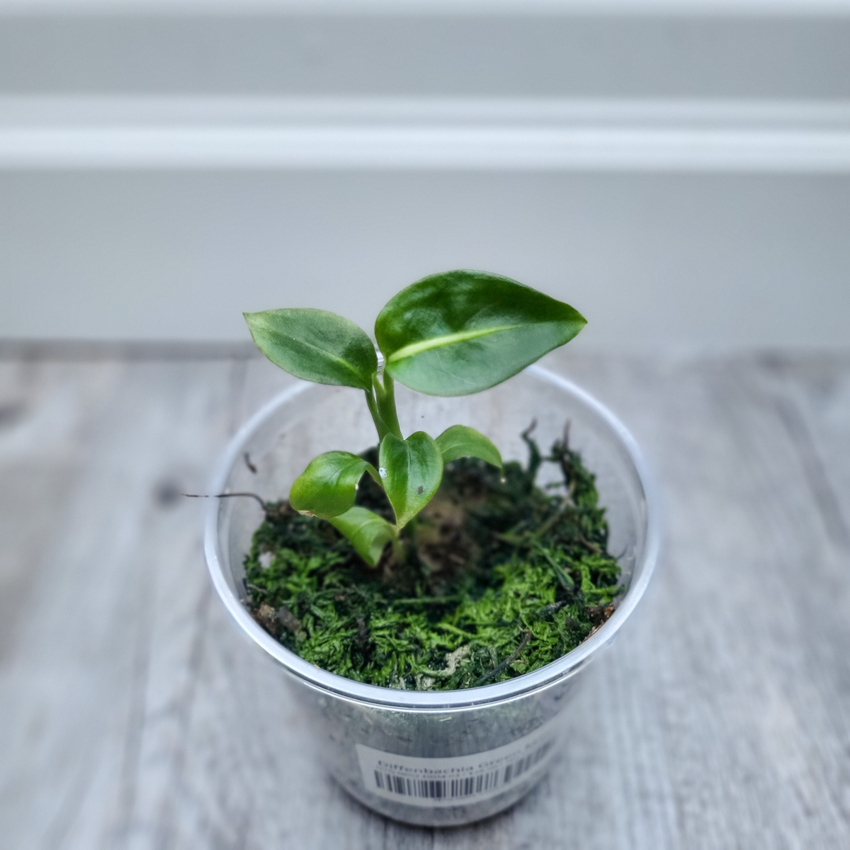 Diffenbachia Green Magic