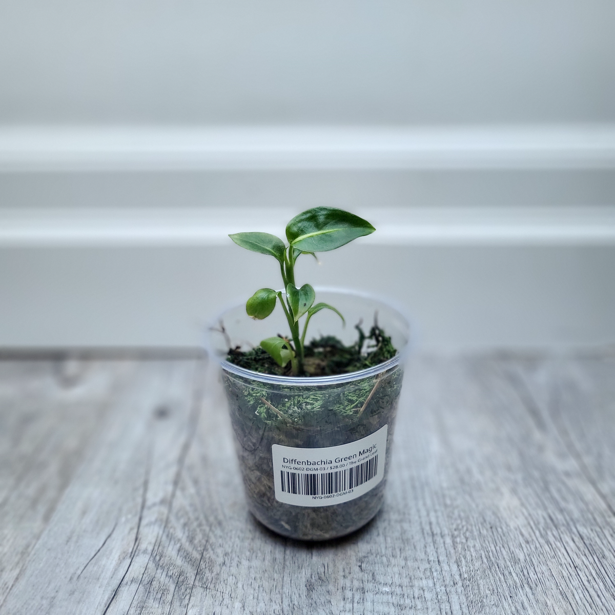 Diffenbachia Green Magic
