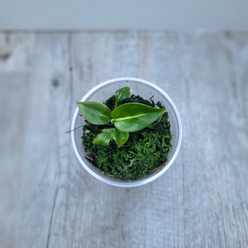Diffenbachia Green Magic