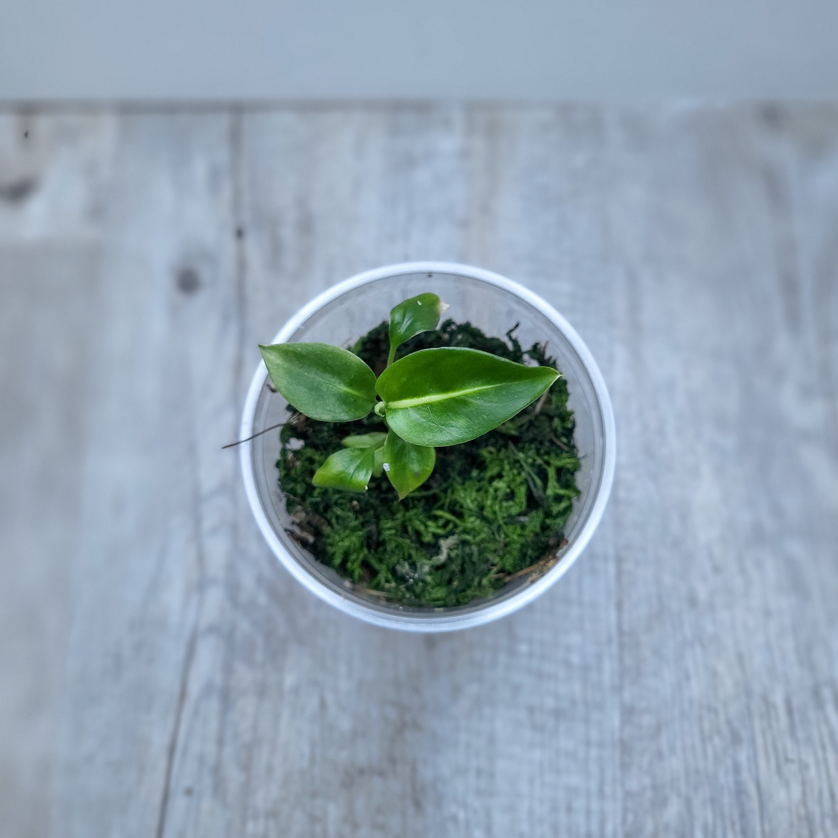 Diffenbachia Green Magic