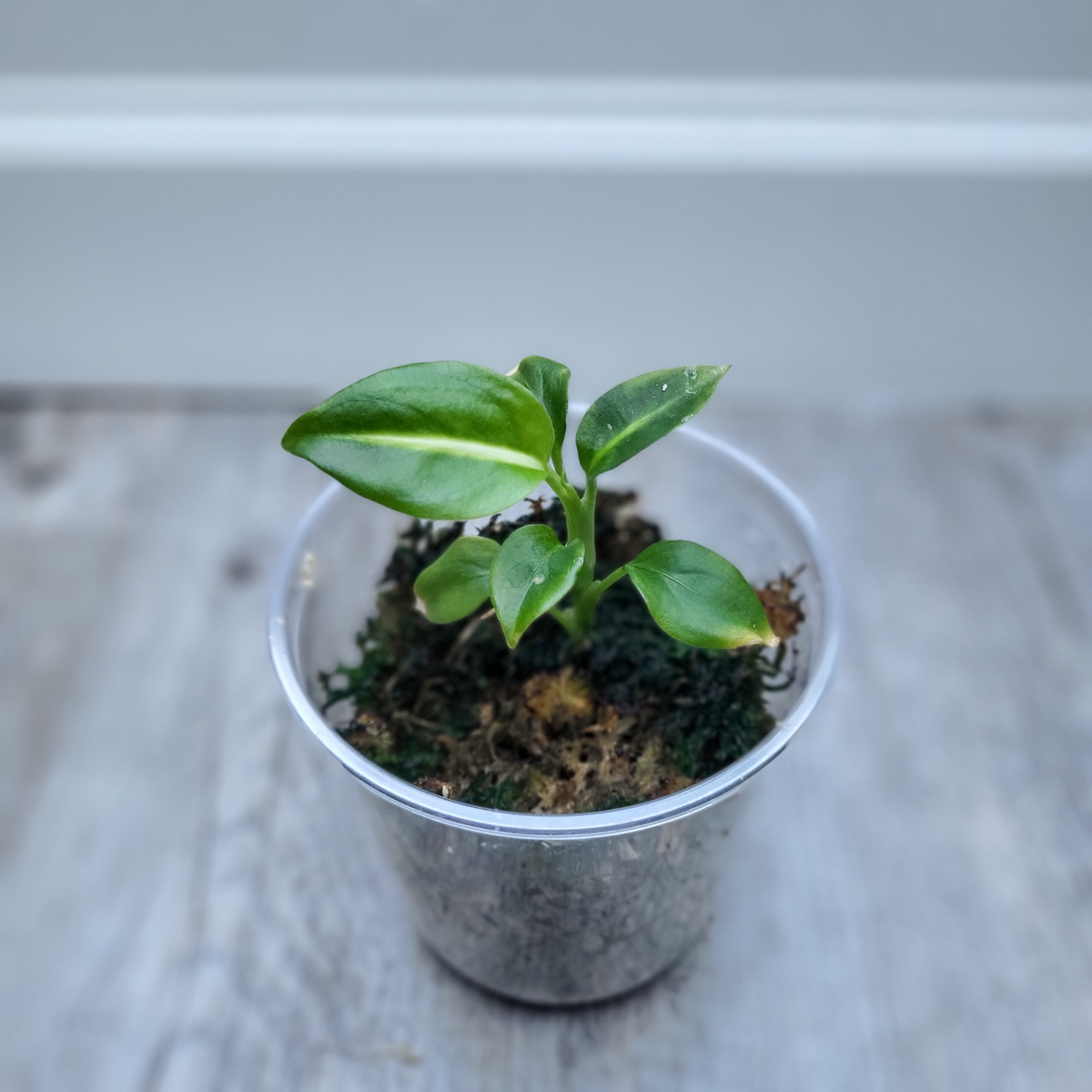 Diffenbachia Green Magic