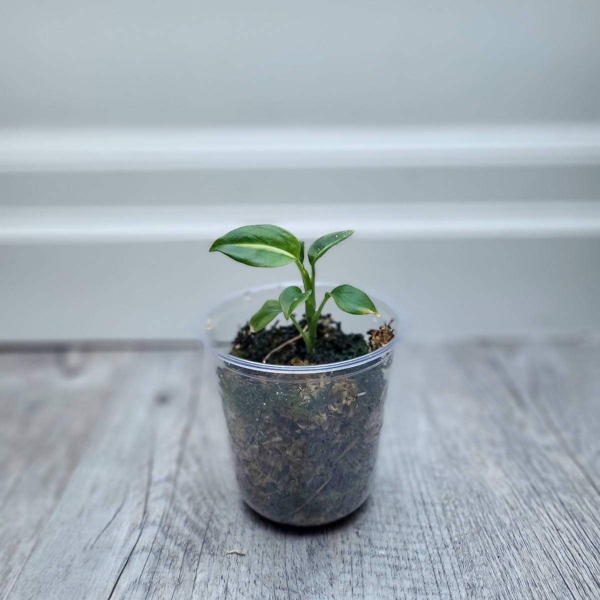 Diffenbachia Green Magic