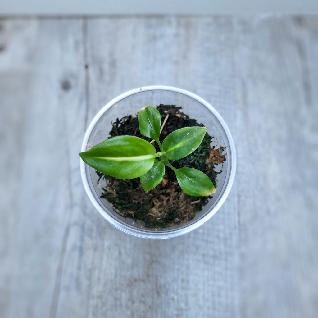 Diffenbachia Green Magic