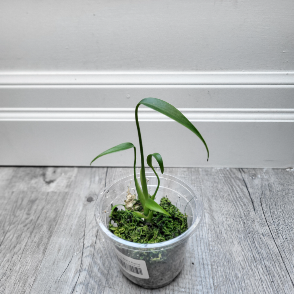Monstera Burle Marx Flame