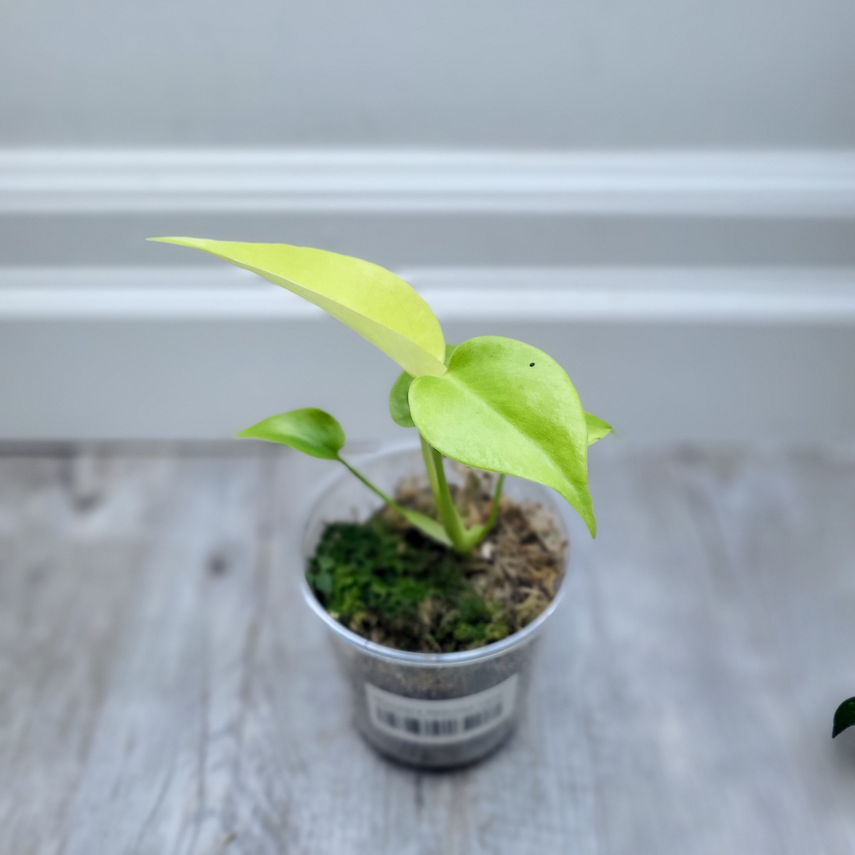 Monstera Deliciosa 'Lime'