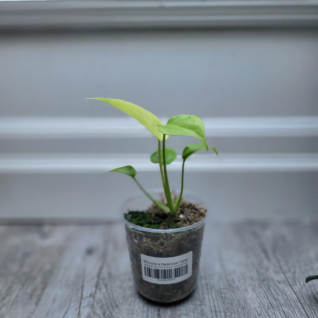 Monstera Deliciosa 'Lime'
