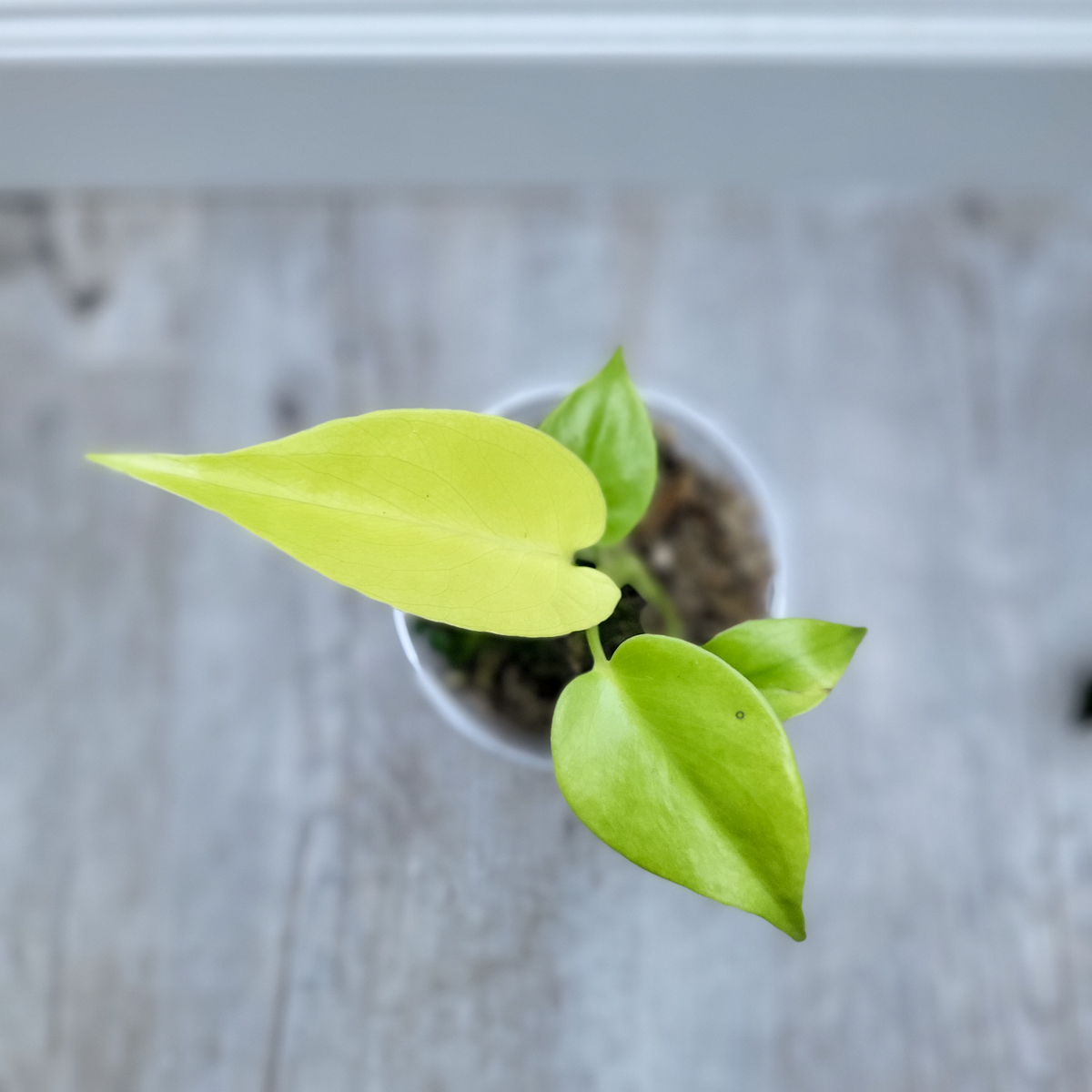 Monstera Deliciosa 'Lime'
