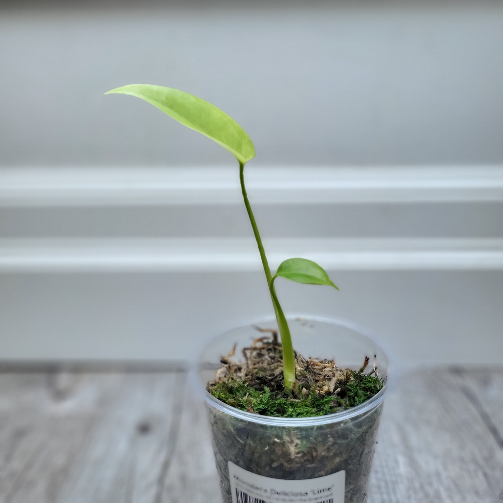 Monstera Deliciosa 'Lime'