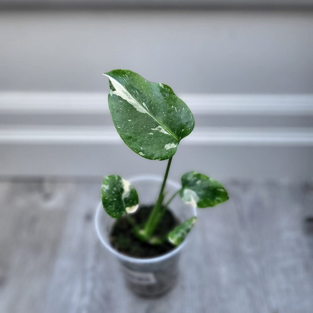 Monstera Thai Constellation