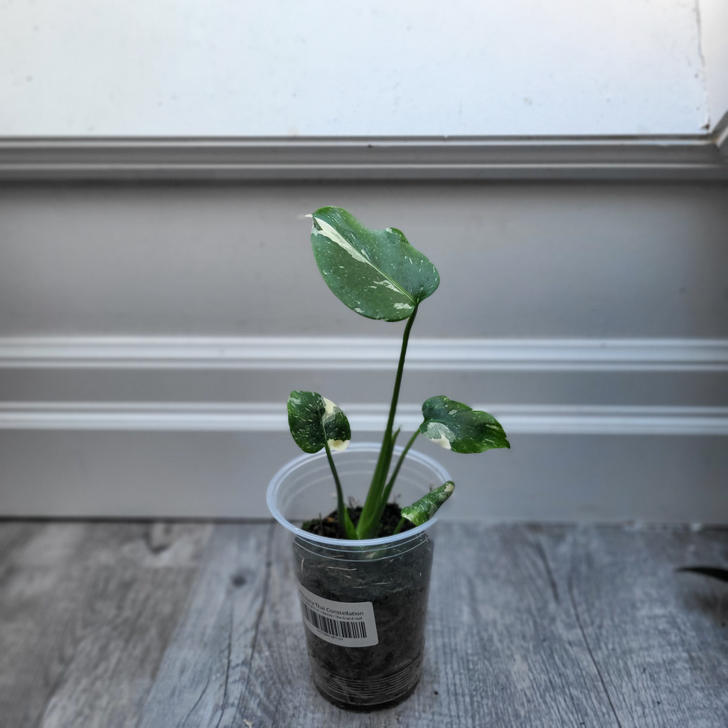 Monstera Thai Constellation