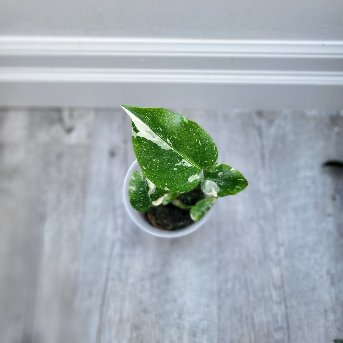 Monstera Thai Constellation