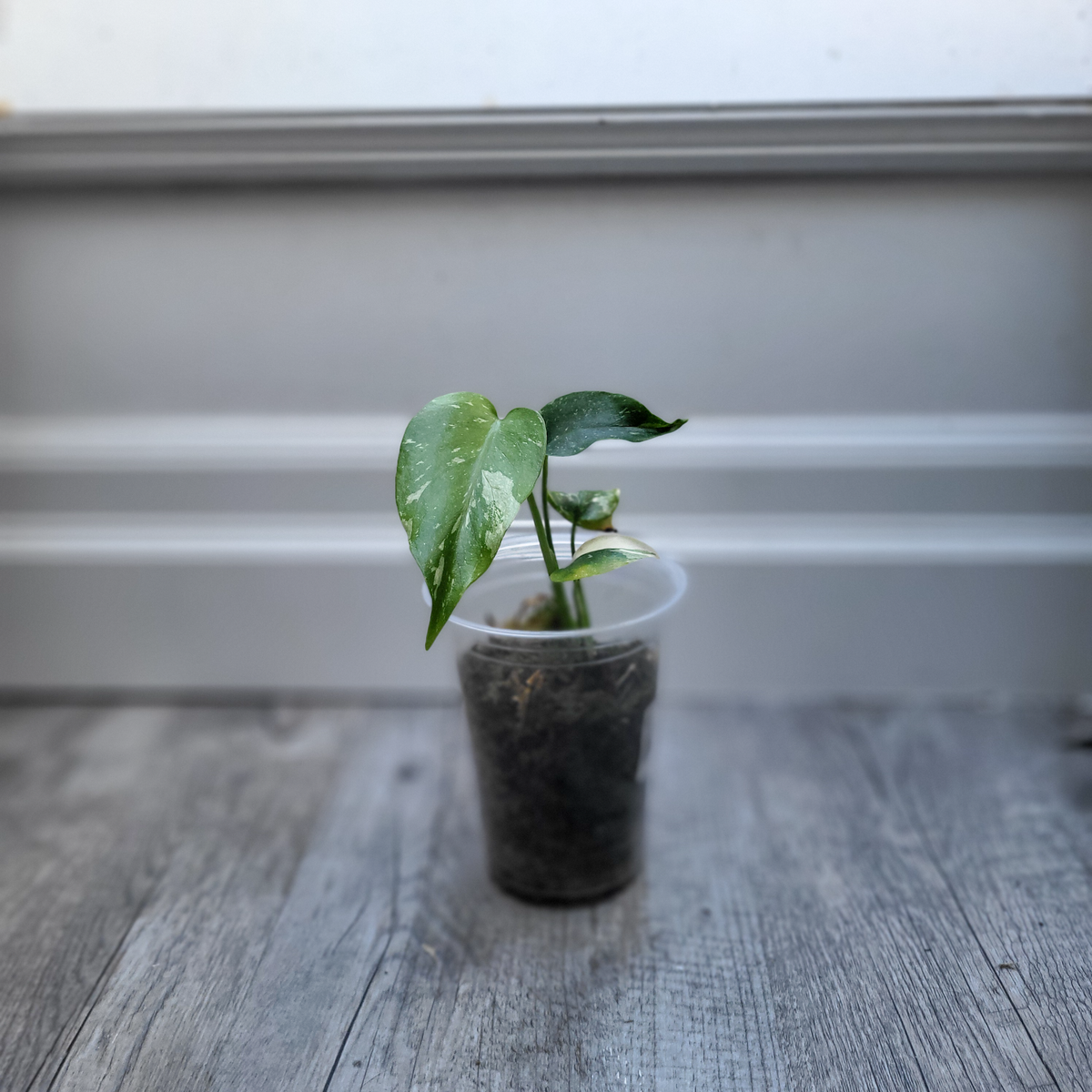 Monstera Thai Constellation