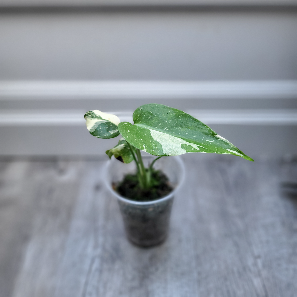 Monstera Thai Constellation
