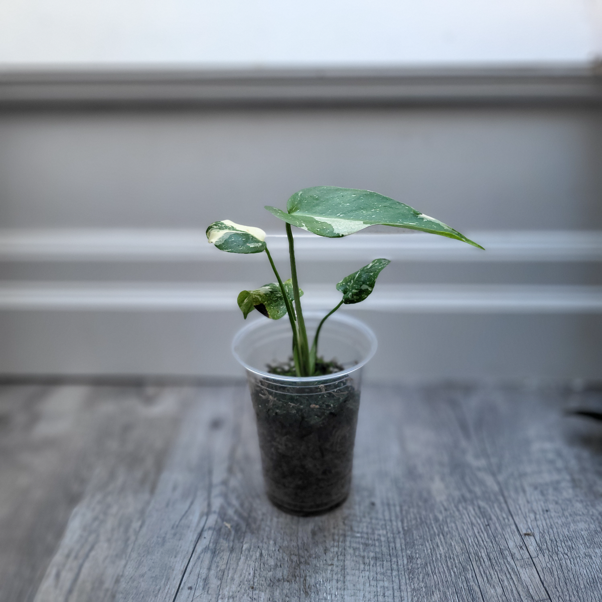 Monstera Thai Constellation