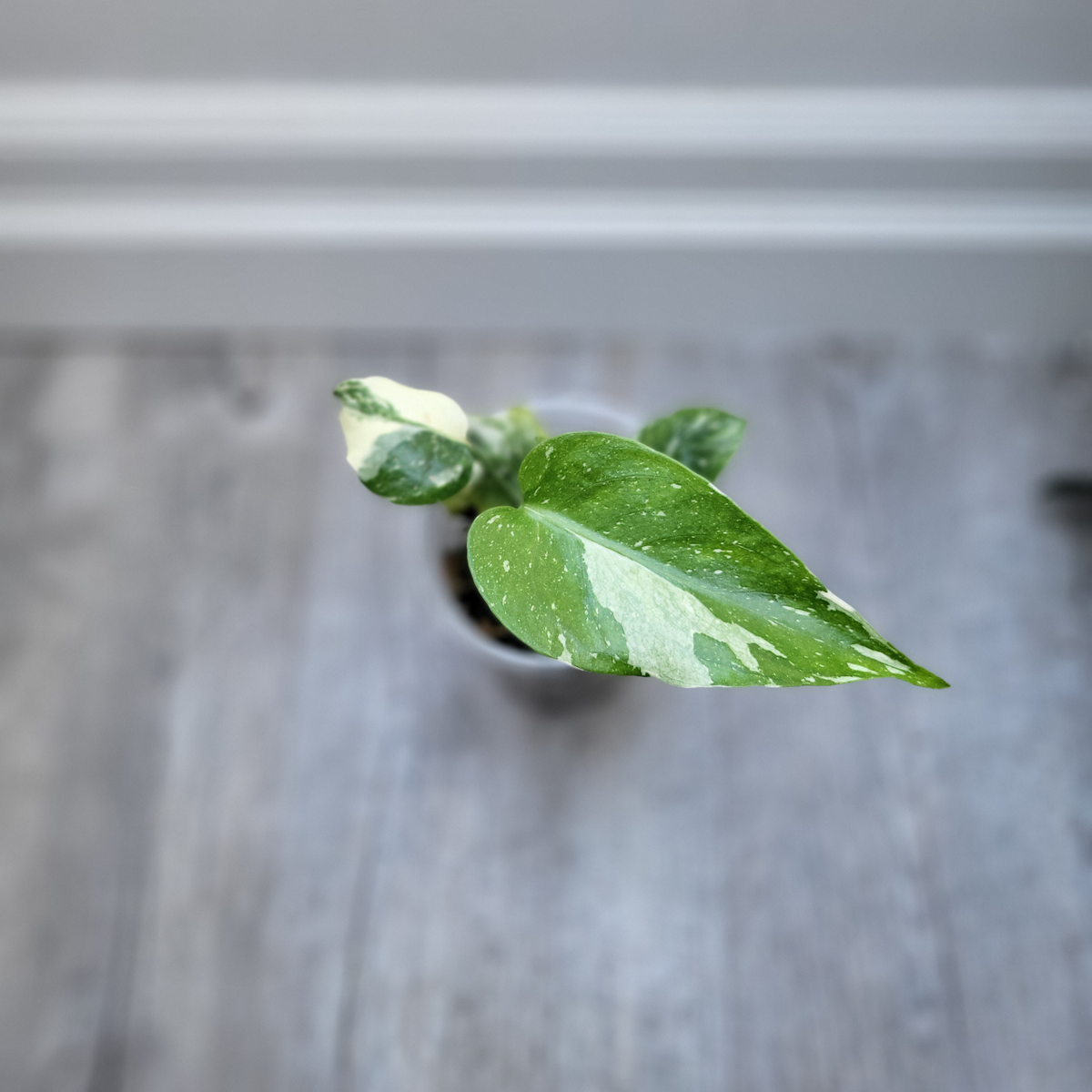 Monstera Thai Constellation