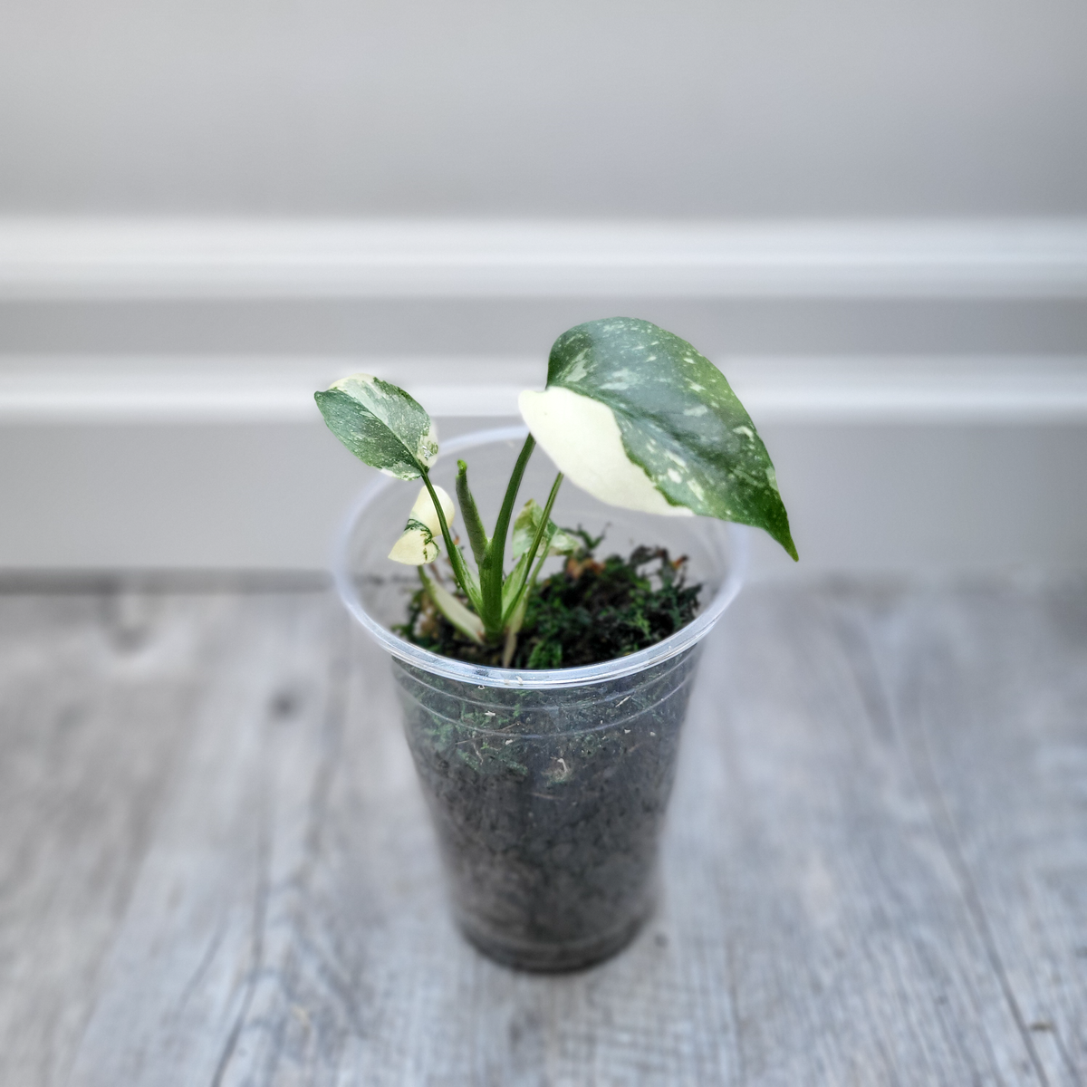 Monstera Thai Constellation