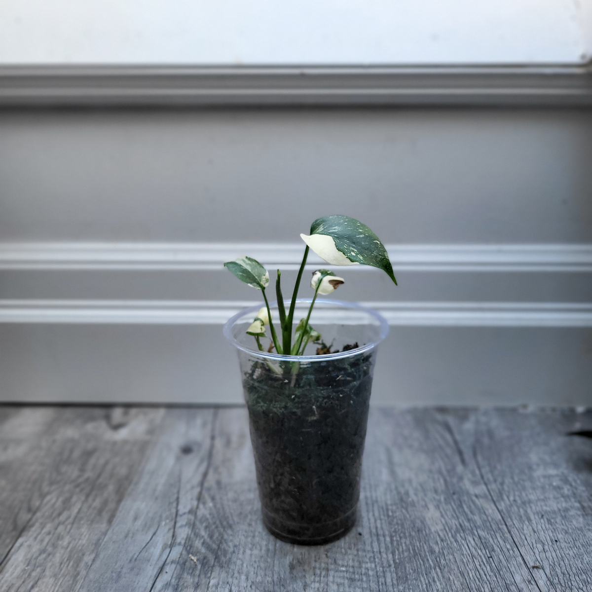 Monstera Thai Constellation