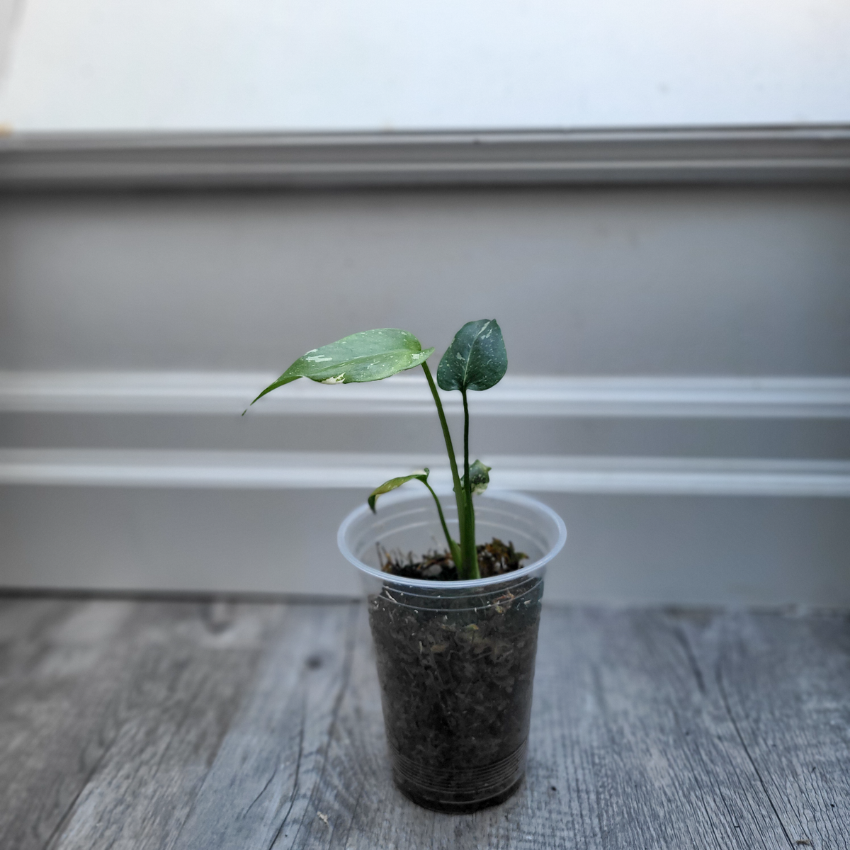 Monstera Thai Constellation