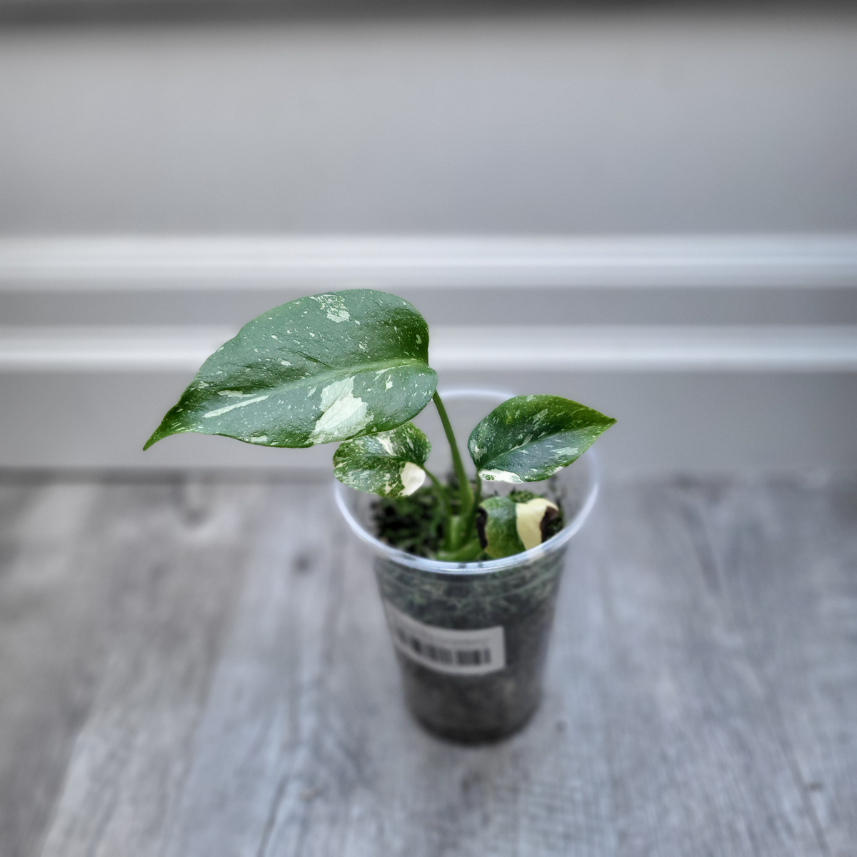 Monstera Thai Constellation