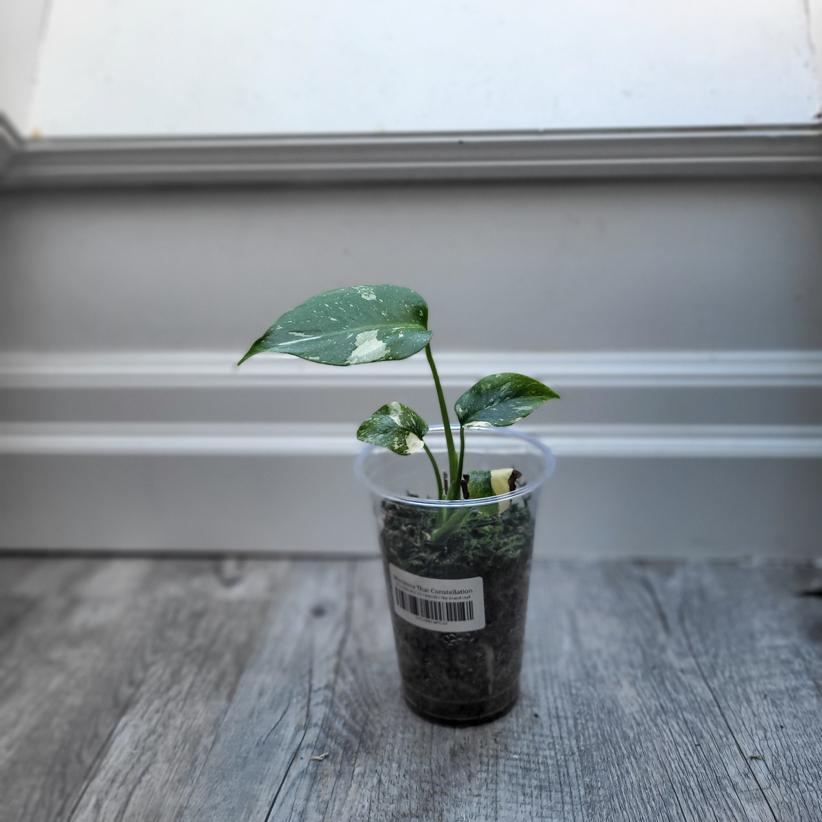 Monstera Thai Constellation