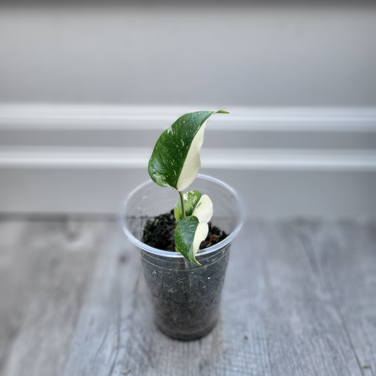 Monstera Thai Constellation