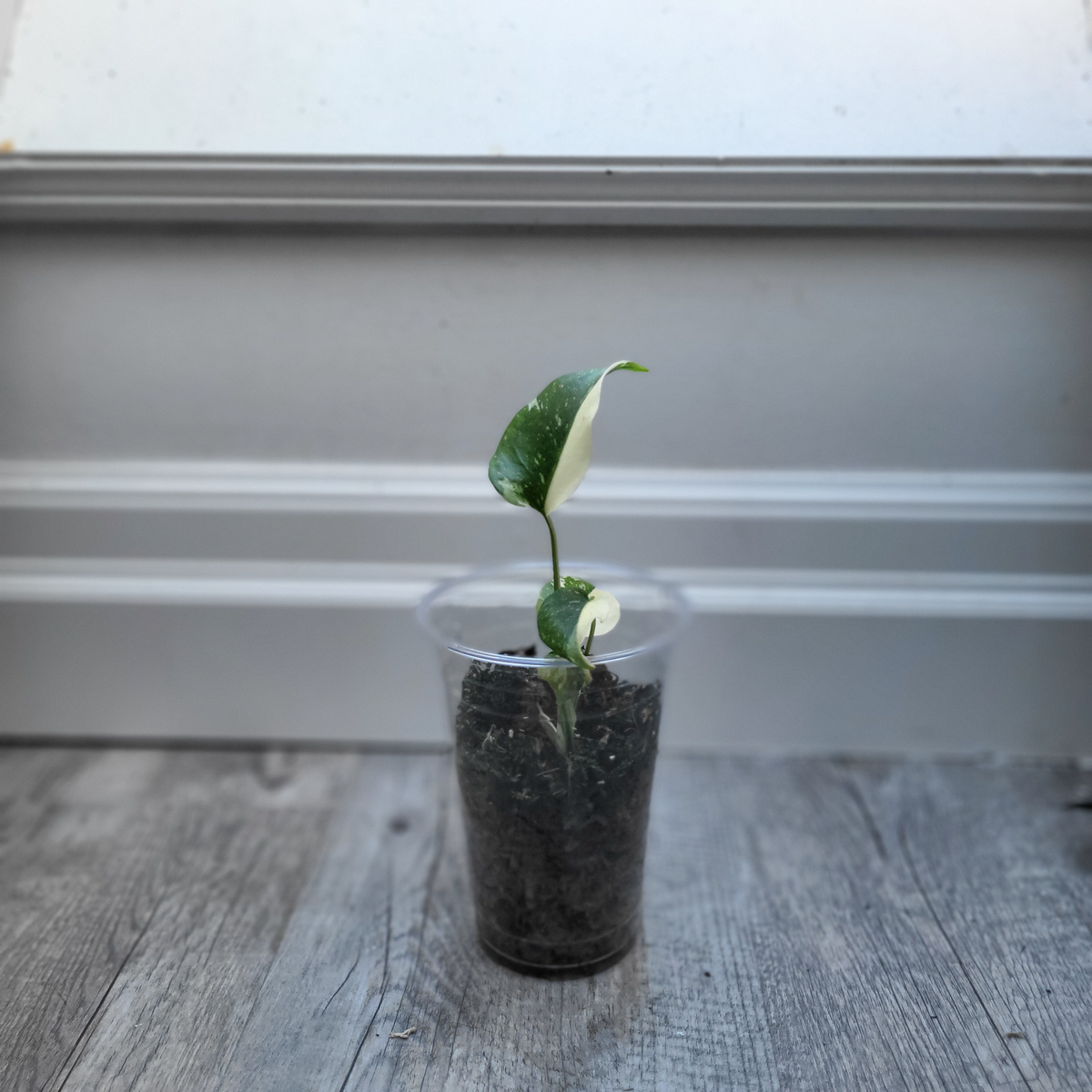 Monstera Thai Constellation