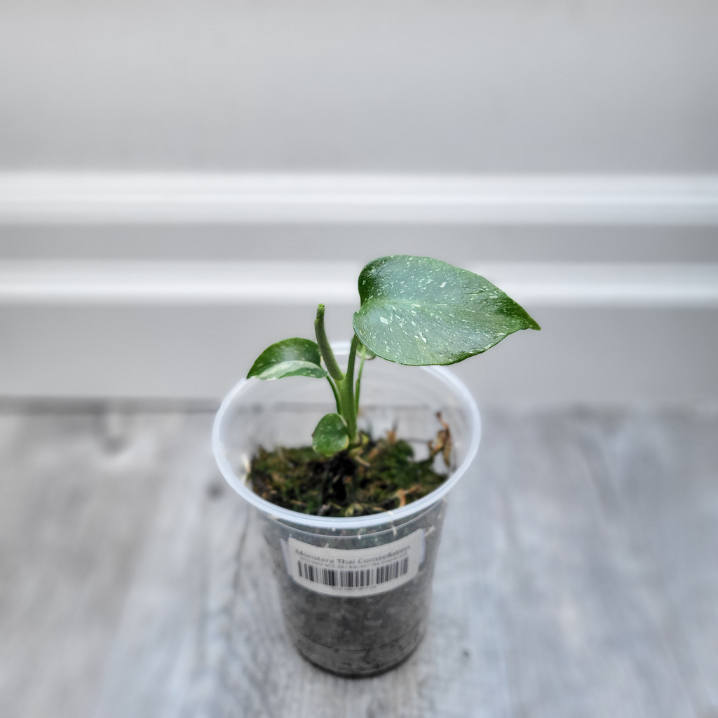 Monstera Thai Constellation