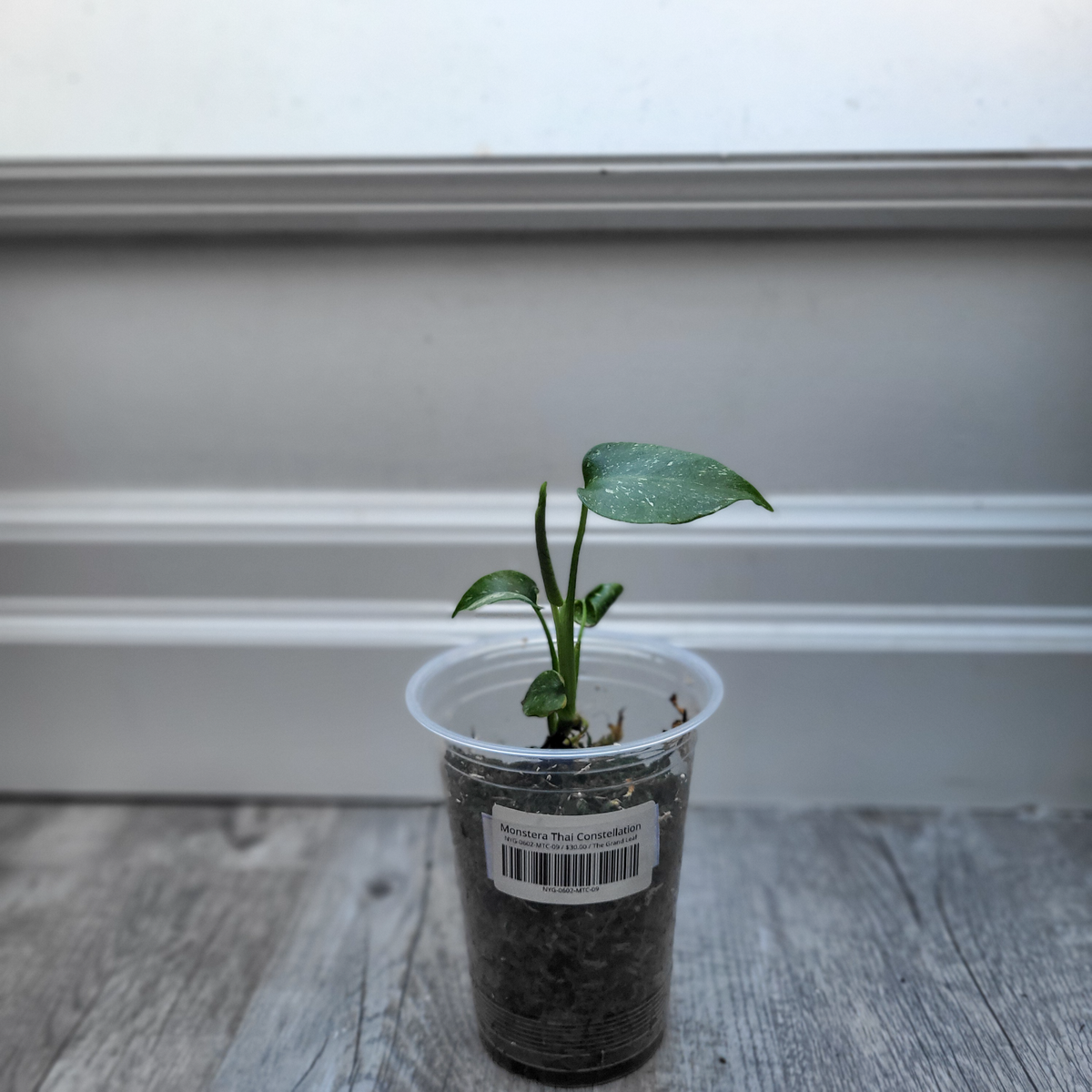 Monstera Thai Constellation