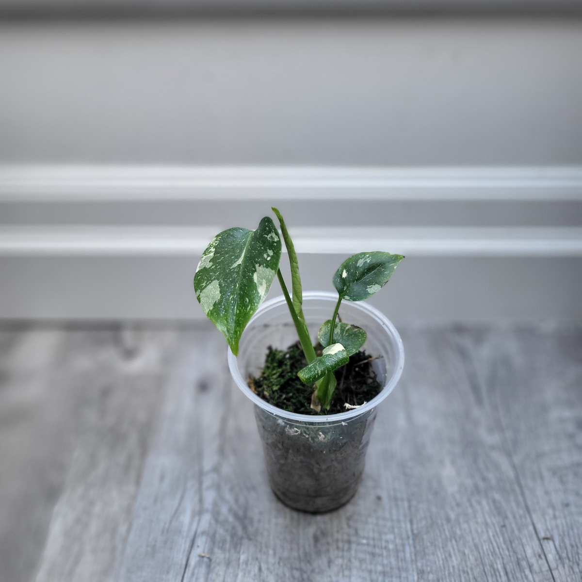 Monstera Thai Constellation
