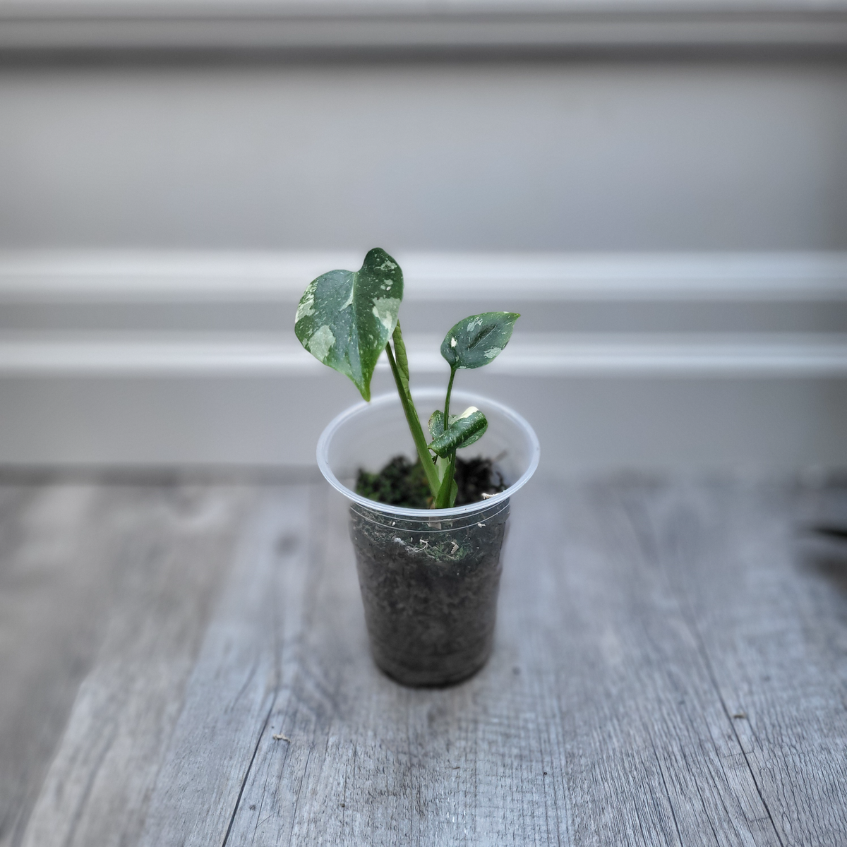 Monstera Thai Constellation