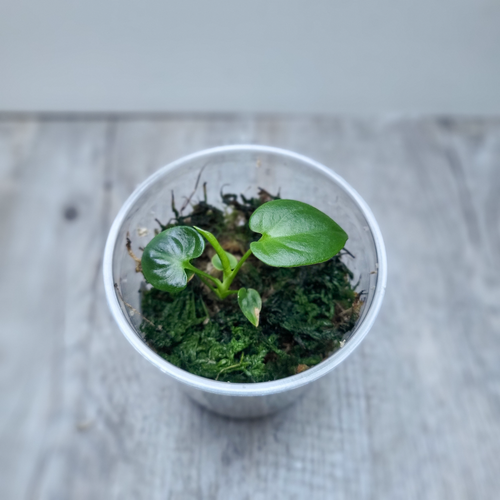 Philodendron Goeldii