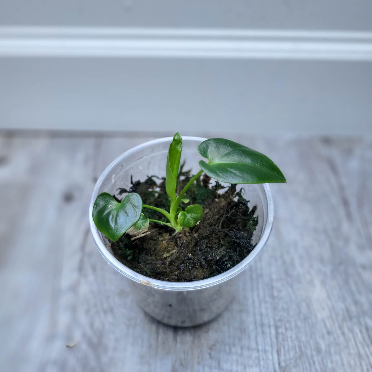 Philodendron Goeldii