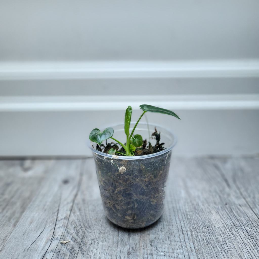Philodendron Goeldii