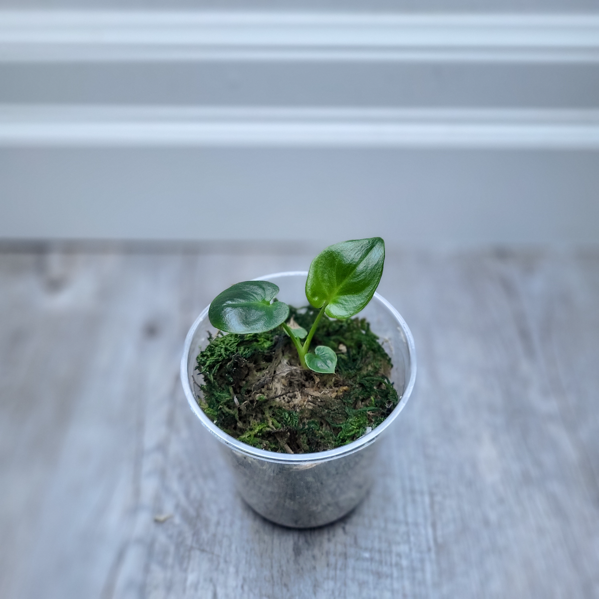 Philodendron Goeldii
