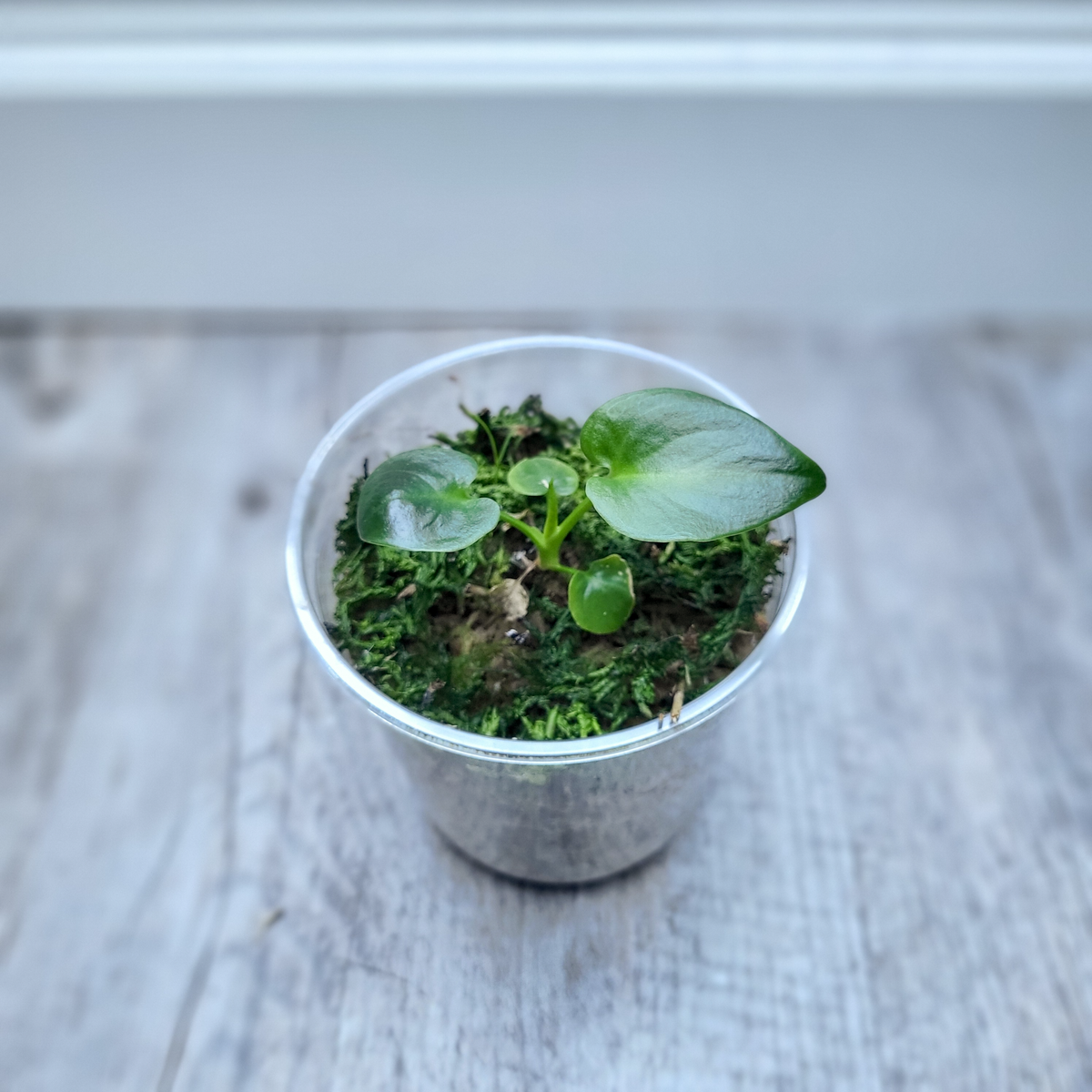 Philodendron Goeldii