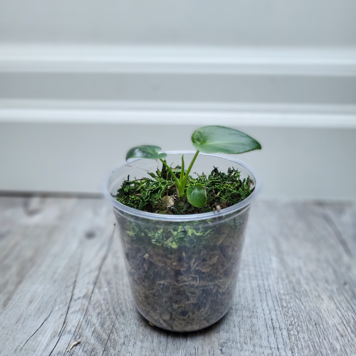 Philodendron Goeldii