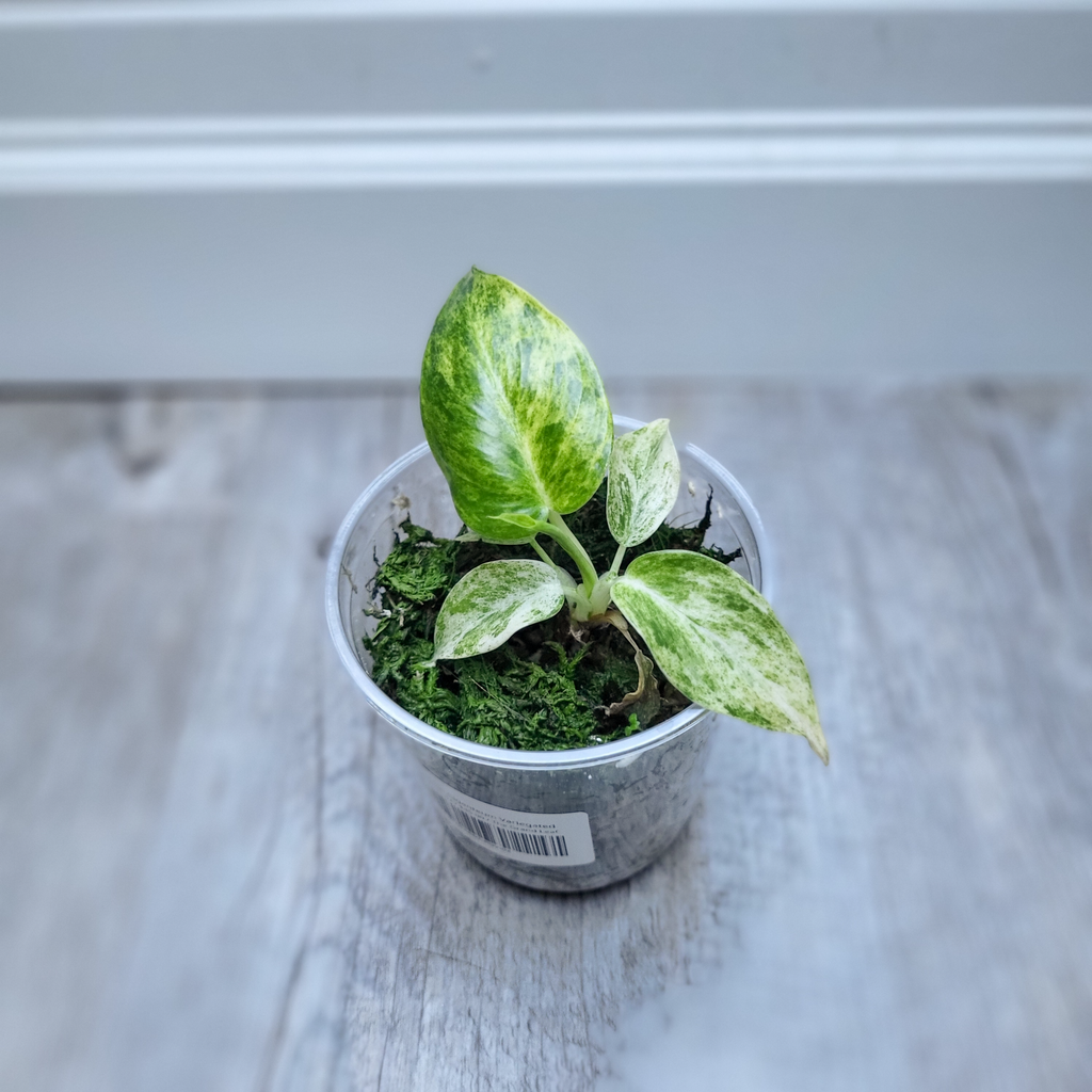Philodendron Giganteum Variegated